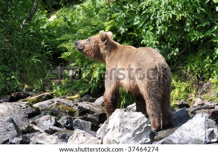 young grizzly male sniffing air for danger