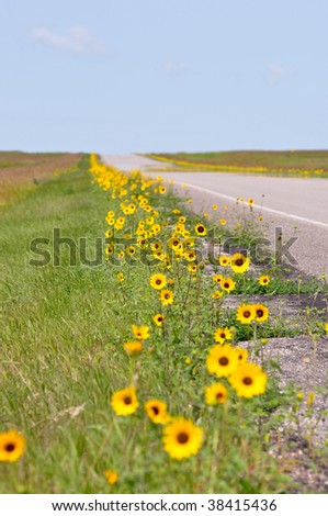 wild flowers along lonely highway