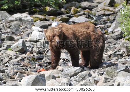 brown bear eating wild salmon