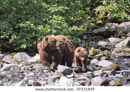 mother grizzly guards her cubs