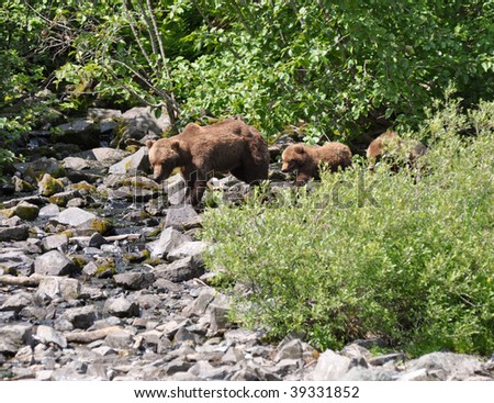 mother grizzly leads cubs