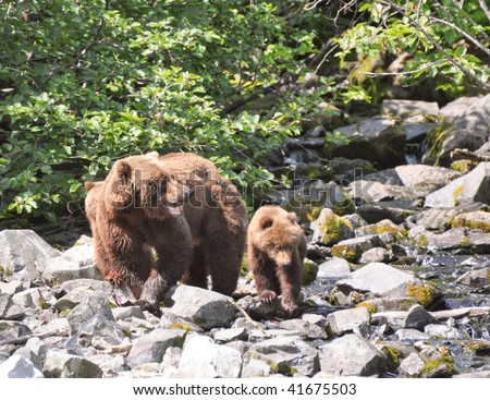 mother grizzly protects cubs