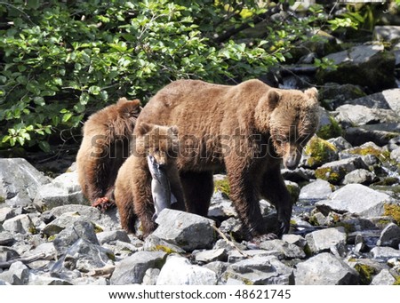 family of bears eating salmon