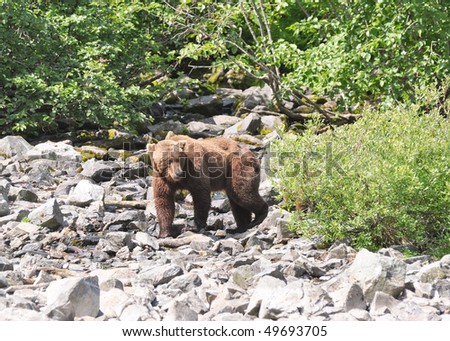hungry grizzly steps out from bushes