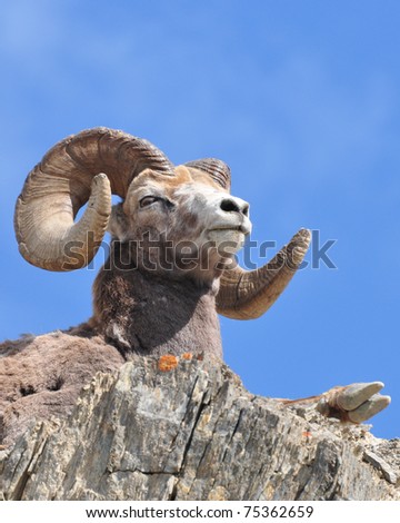 Wild Ram