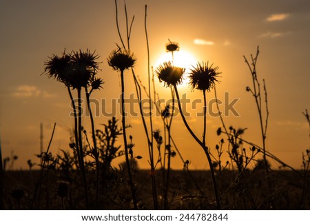 Flowers silhouette at sunset