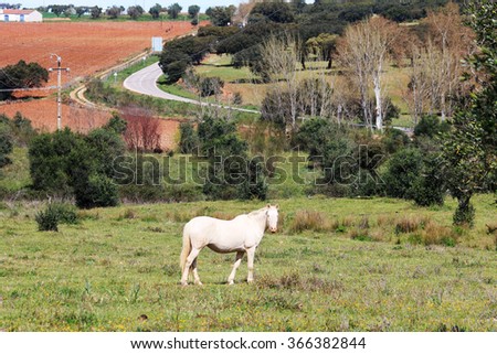 white horse landscape