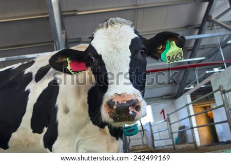 Funny cow view