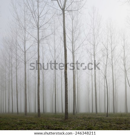 Forest in deap fog and autumn leaves on the green ground