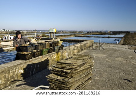 Worker in Oyster farm collecting cages with oysters from the pool, empty cages are at foreground. April of 2015, Fromentine, France, Vendee, Pay de la loire