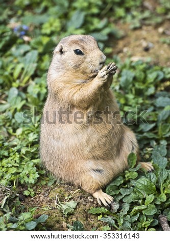 Black-tailed Prairie dog sitting and eating food, the animal helps himself with his forelegs