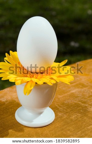 One white egg placed on top of a yellow sunflower which is placed in an egg cup on a bright, sunny spring day in the park with selective focus on the egg.