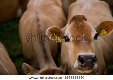 High angle close up of a Jersey cow with tags among a herd of cows out in the field on a bright sunny day.