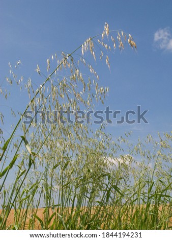 Wild oats plant on a meadow on a clear sunny day.