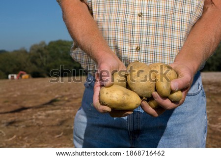 A medium shot of a farmer\'s hands holding potatoes in a sunny rural field.