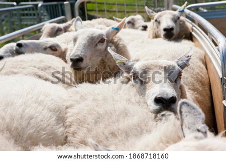 A close up shot of sheep in a crowded animal pen.