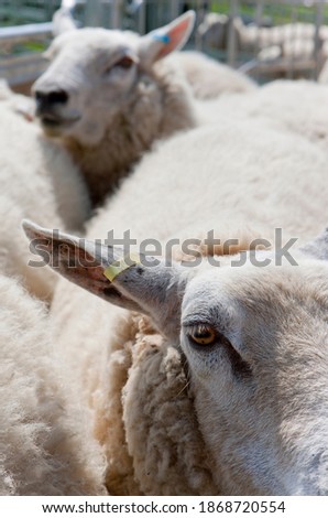 A close up portrait shot of a sheep\'s eyes in a crowded animal pen.
