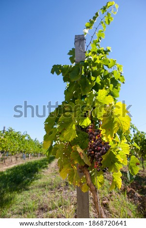 A vertical shot of purple grapes hanging on a vine in a farm.