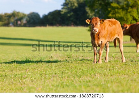 A medium shot of a young cow looking at camera while standing in a green field.