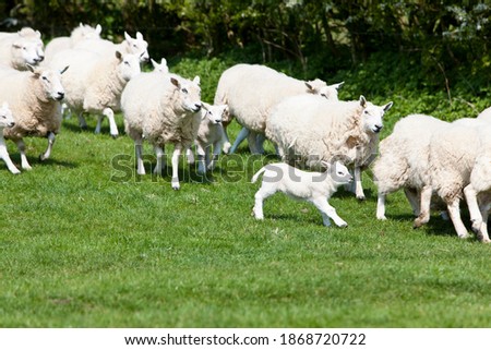 A medium shot of sheep and lambs running in a green field.