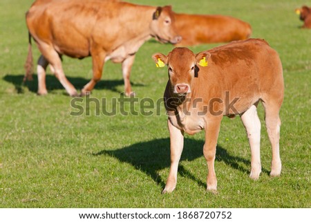 A medium shot of a young cow looking at camera while standing in a green field with other cows in background.