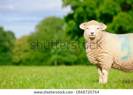 A side profile medium shot of a sheep standing in a green field.
