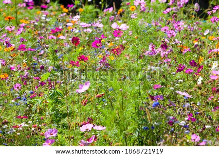 A medium shot of various wildflowers blooming in a field.