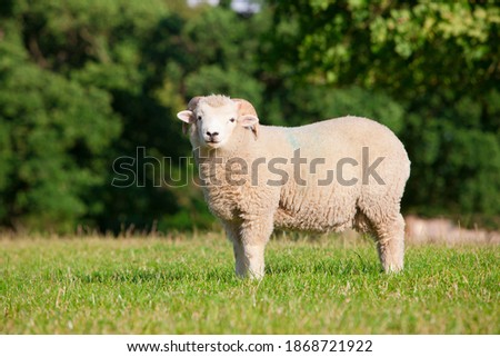 A medium shot of a sheep standing in a green field.