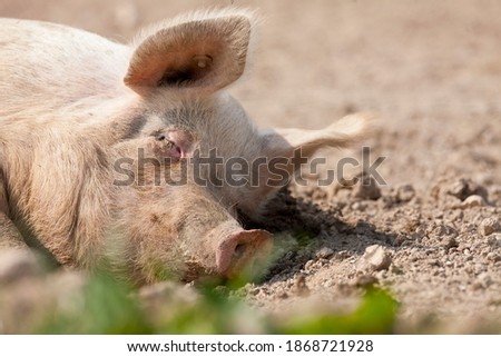 A close up shot of a pig peacefully sleeping in the dirt.