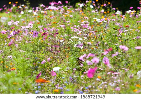 A medium shot of colorful blooming flowers in a field of wildflowers.