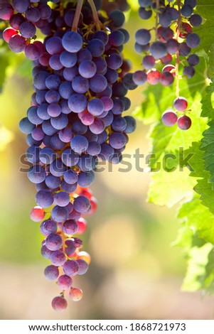 A vertical close up shot of bunches of purple grapes growing on vines in a vineyard.