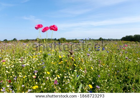 A medium shot of a wildflower field with a sunny blue sky.