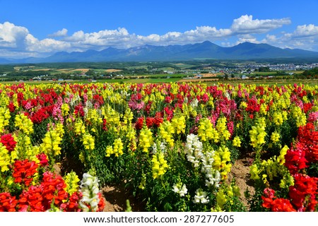 Flower Land Kamifurano, Flower garden with mountain view in Furano, Hokkaido Japan