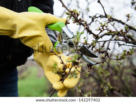 Hands with gloves of gardener doing maintenance work, cutting the bush