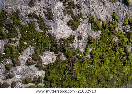Texture. green moss on granite