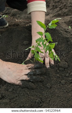 woman planting a tomato plant