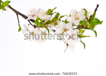 Spring cherry blossom with soft background.