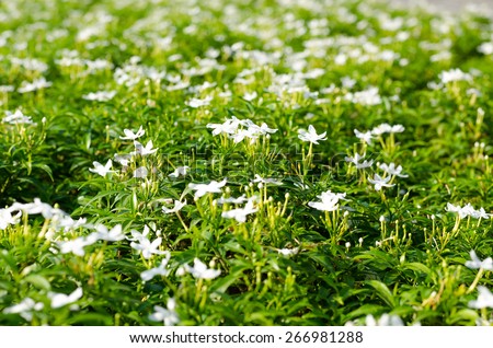 Meaning of In-da Flower is, The pure white flowers.A flower can bloom all year.