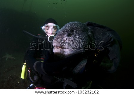 A young girl interacts with a large wolf eel.