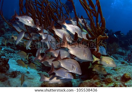 A school of snapper use a coral formation to get a break from the strong currents of Cozumel.