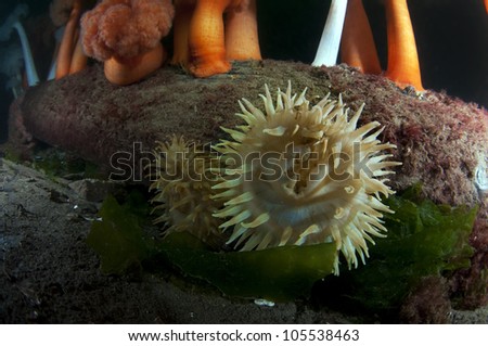 A fish eating anemone sitting among some filter feeding anemones