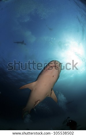 Tiger sharks are the largest of the requiem sharks