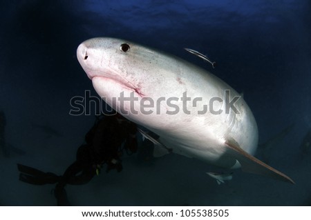 Tiger sharks are the largest of the requiem sharks