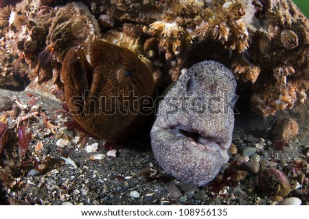 A mated pair of wolf eels