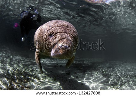 A baby manatee looks upon the world with curious eyes.