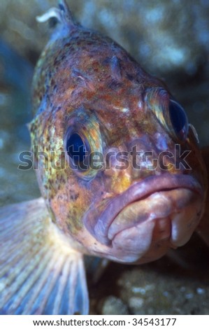The sad face of a copper rock fish
