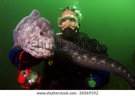 A very docile wolf eel with a diver.
