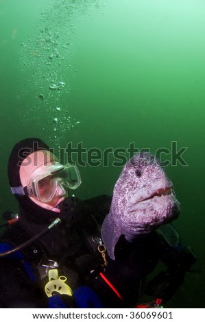 A very docile wolf eel with a diver.