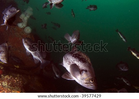 Black rock band together in a non polarized school for protection against predators. They are a long lived fish, living up to about 90 years or more.