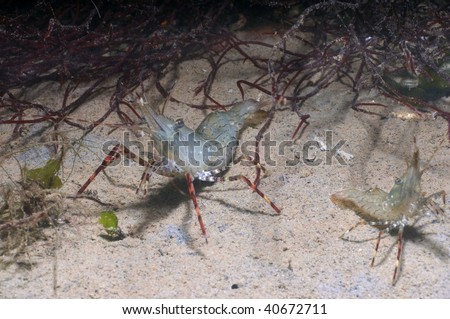 A pair of shrimp wait in hiding on the ocean floor.